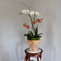 Potted orchid on a wooden stand against a plain wall