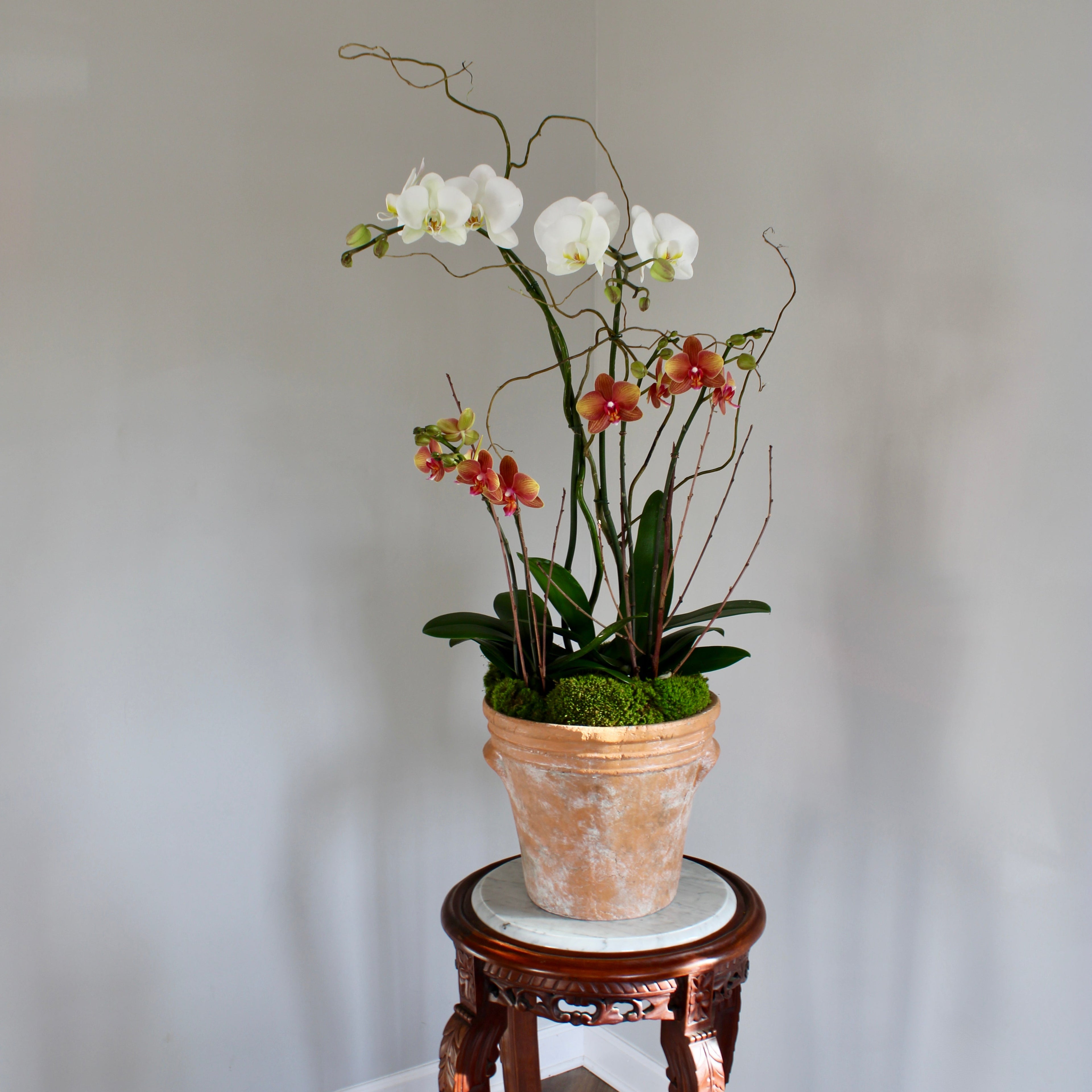 Potted orchid on a wooden stand against a plain wall