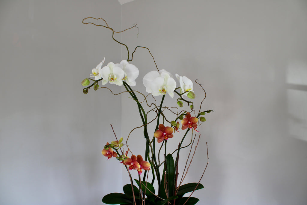 Orchid plant with white and pink flowers against a plain background