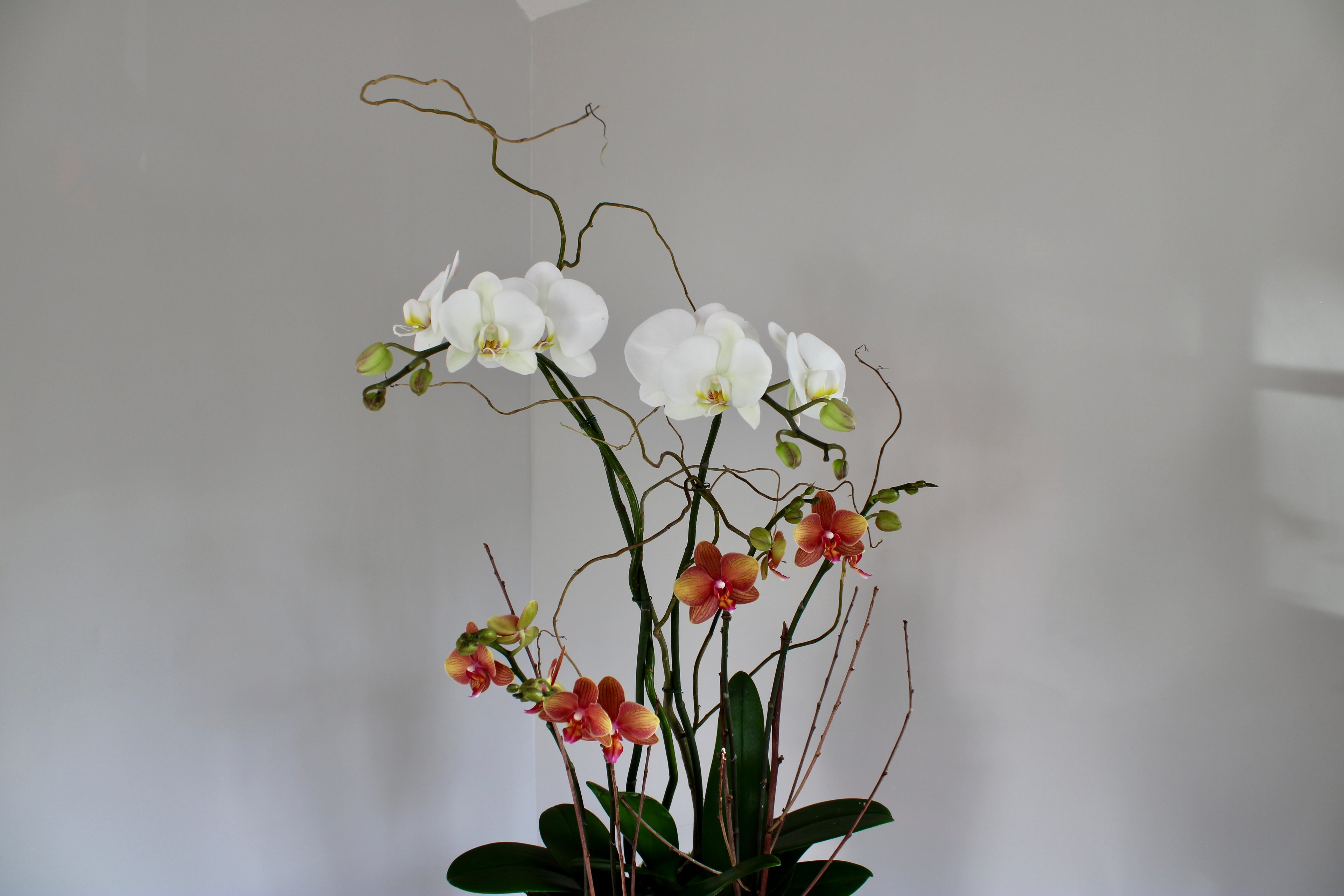 Orchid plant with white and pink flowers against a plain background