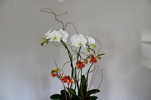 Orchid plant with white and pink flowers against a plain background