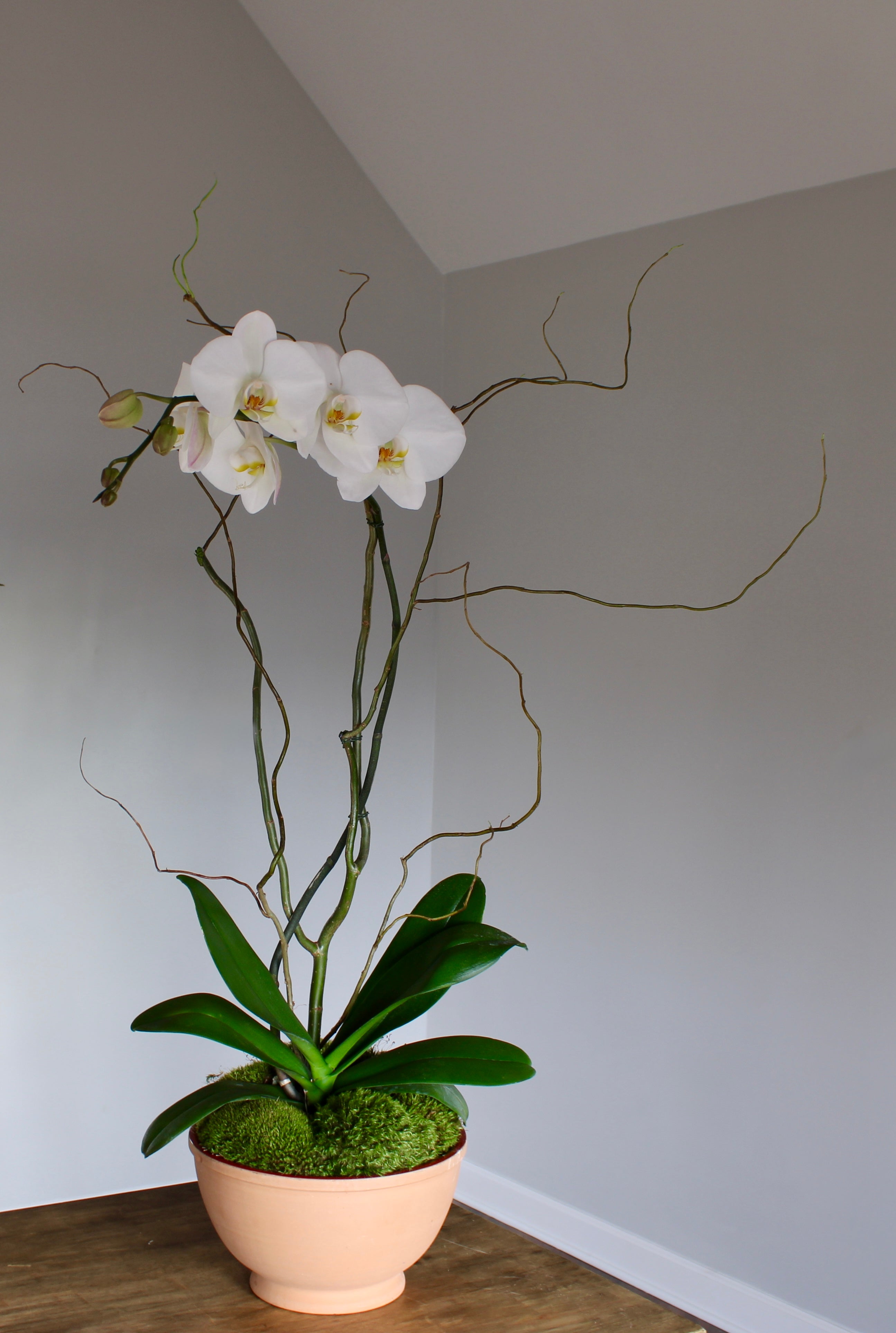 The Stem Orchid